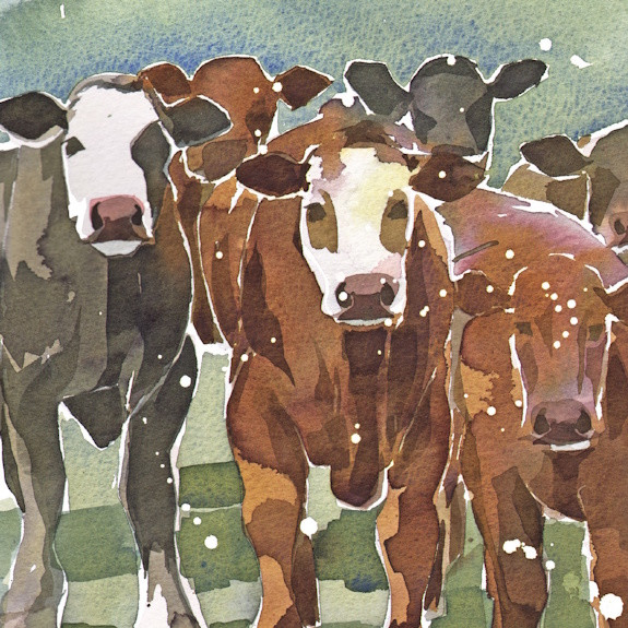 Curious Cattle - Christmas Cards