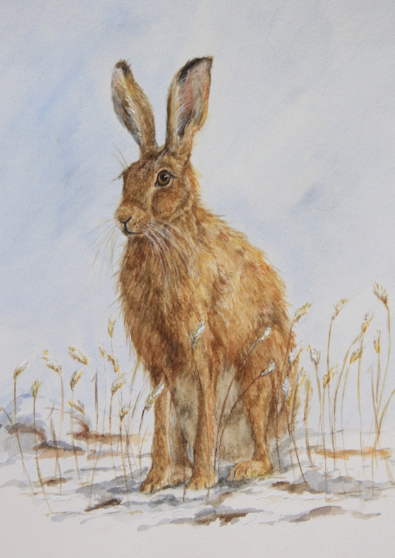 Winter Watch - Christmas Cards