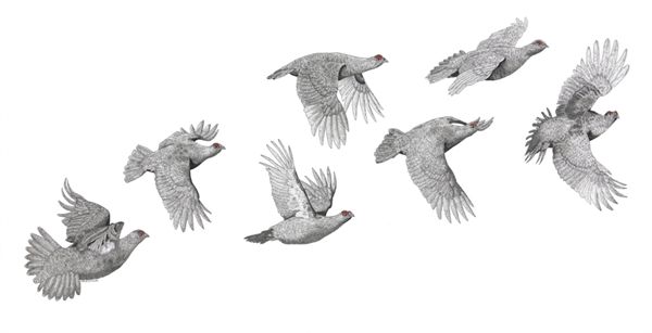 Grouse Covey - Notelets