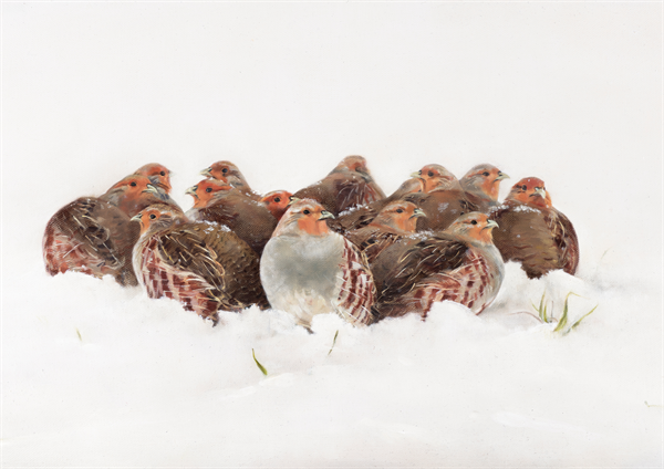 Huddled Covey of Grey Partridge - Christmas Cards